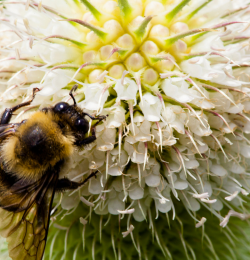 Biodiversity