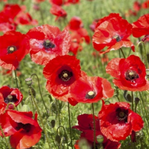 Red Field Poppy papaver rhoeas