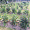 Natural plant feed Comfrey Concentrate – Organic liquid bio-stimulant - Image 2
