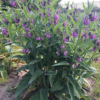 Natural plant feed Comfrey Concentrate – Organic liquid bio-stimulant - Image 3